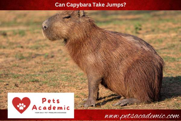 Can Capybara Take Jumps?