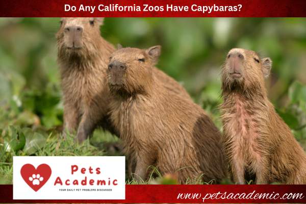 Do Any California Zoos Have Capybaras?