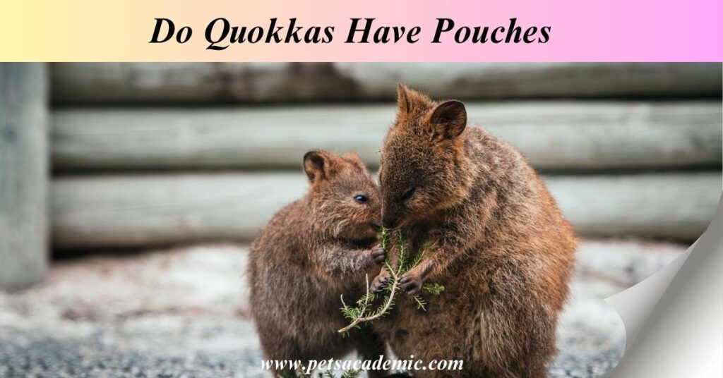 Do Quokkas Have Pouches