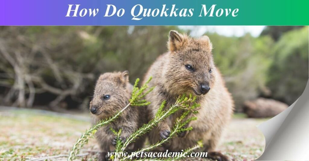 How Do Quokkas Move