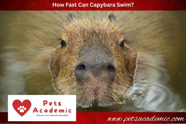 How Fast Can Capybara Swim?