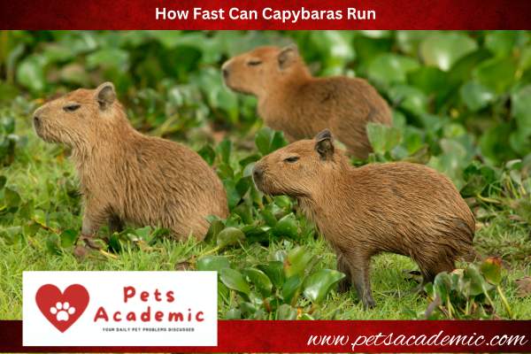 How Fast Can Capybaras Run