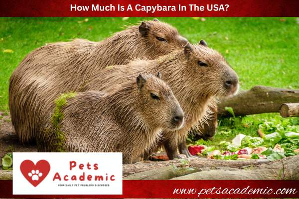 How Much Is A Capybara In The USA?