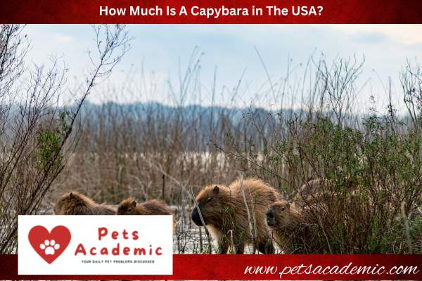 How Much Is A Capybara in The USA?