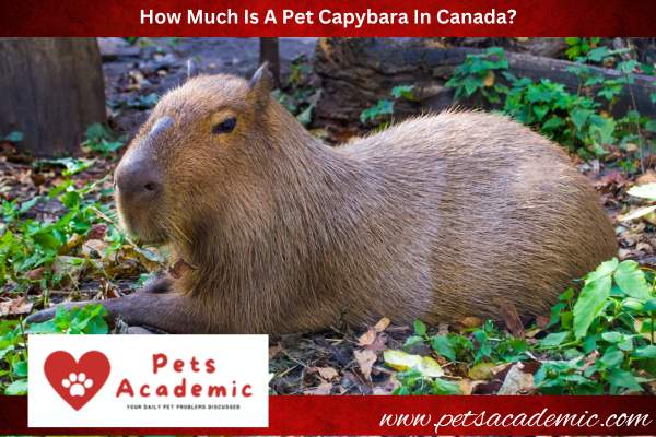 How Much Is A Pet Capybara In Canada?