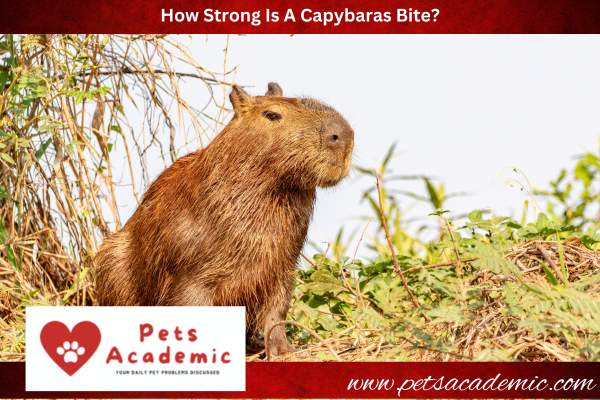 How Strong Is A Capybaras Bite?