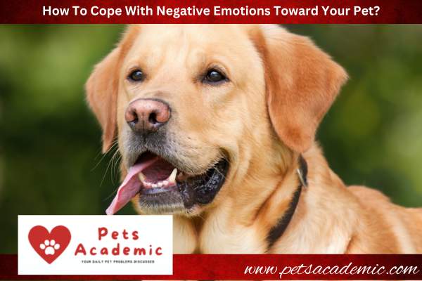 How To Cope With Negative Emotions Toward Your Pet?