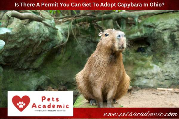 Is There A Permit You Can Get To Adopt Capybara In Ohio?