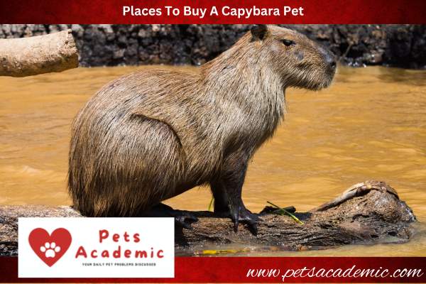 Places To Buy A Capybara Pet