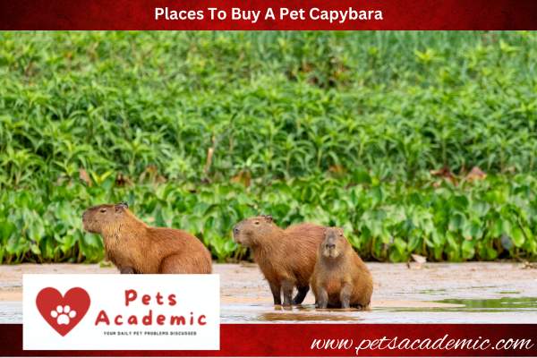 Places To Buy A Pet Capybara