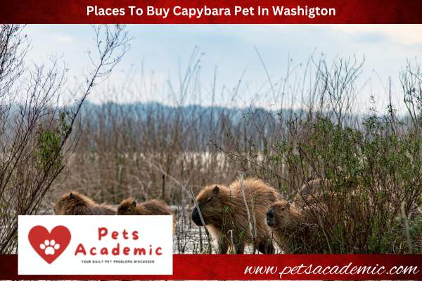 Places To Buy Capybara Pet In Washigton