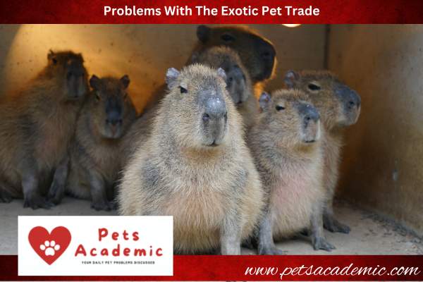 Problems With The Exotic Pet Trade