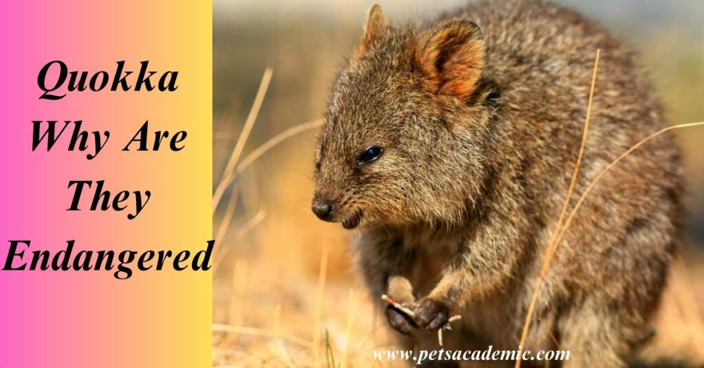 Quokka Why Are They Endangered