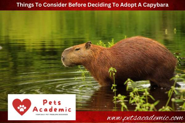 Things To Consider Before Deciding To Adopt A Capybara