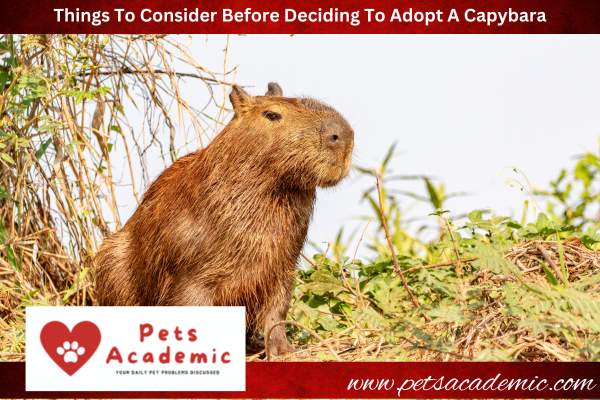 Things To Consider Before Deciding To Adopt A Capybara