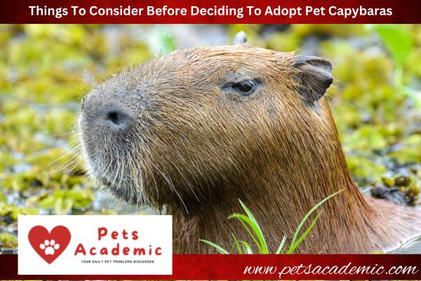 Things To Consider Before Deciding To Adopt Pet Capybaras