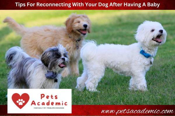 Tips For Reconnecting With Your Dog After Having A Baby