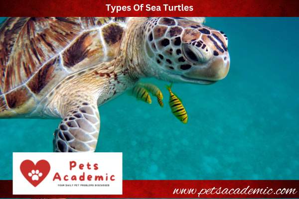Types Of Sea Turtles