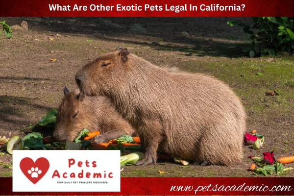 What Are Other Exotic Pets Legal In California?