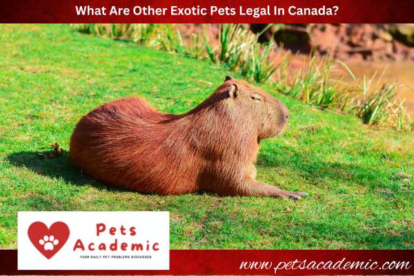 What Are Other Exotic Pets Legal In Canada?