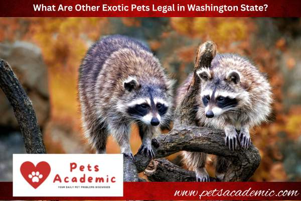 What Are Other Exotic Pets Legal in Washington State?