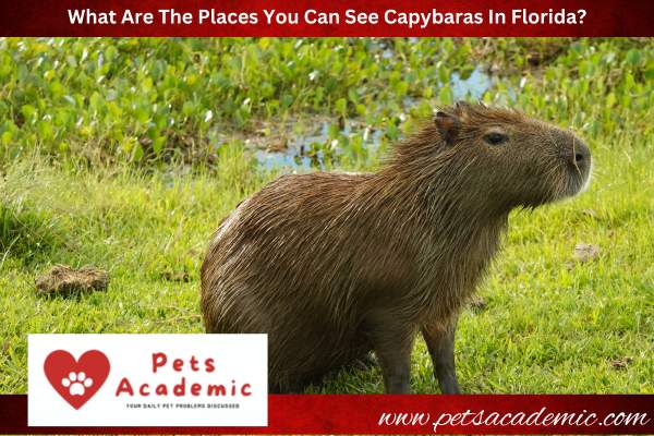 What Are The Places You Can See Capybaras In Florida?