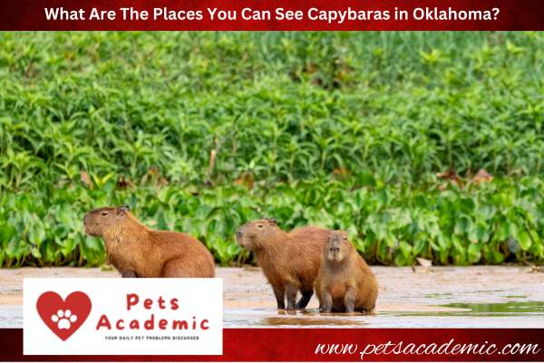 What Are The Places You Can See Capybaras in Oklahoma?