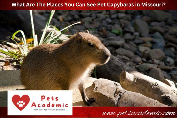 What Are The Places You Can See Pet Capybaras in Missouri?