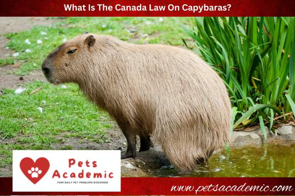 What Is The Canada Law On Capybaras?