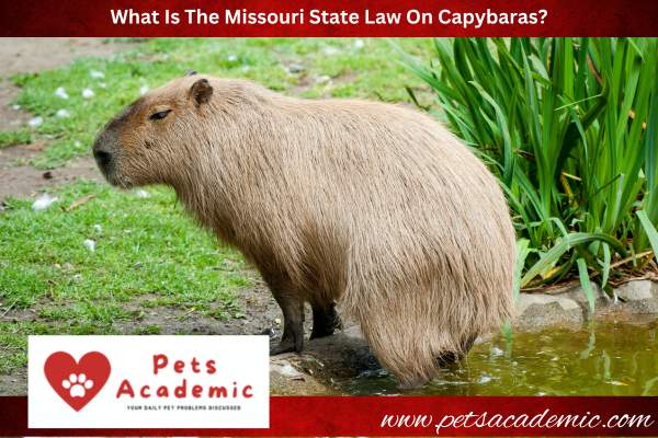 What Is The Missouri State Law On Capybaras?