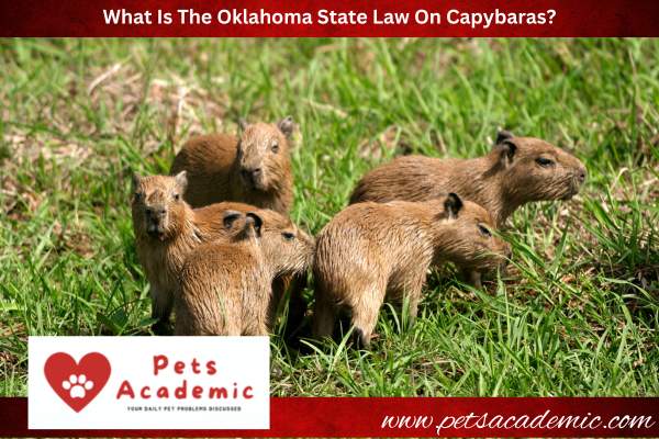 What Is The Oklahoma State Law On Capybaras?