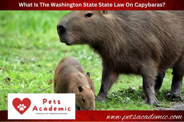 What Is The Washington State State Law On Capybaras?