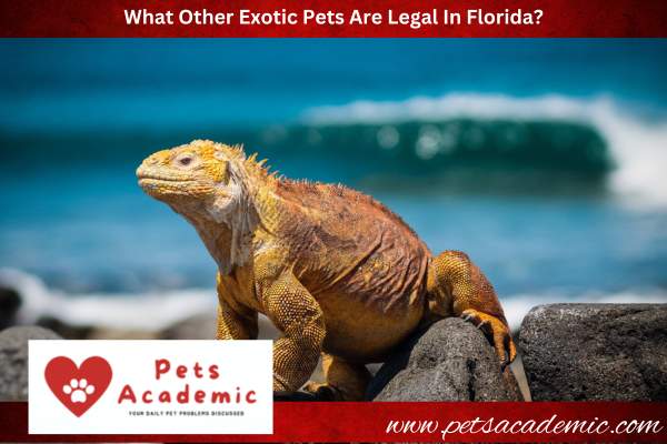 What Other Exotic Pets Are Legal In Florida?