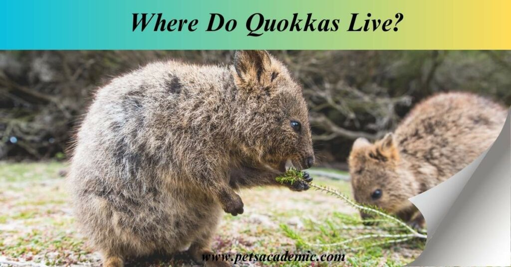 Where Do Quokkas Live