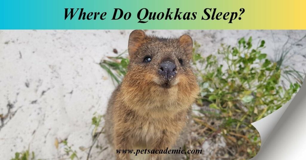 Where Do Quokkas Sleep