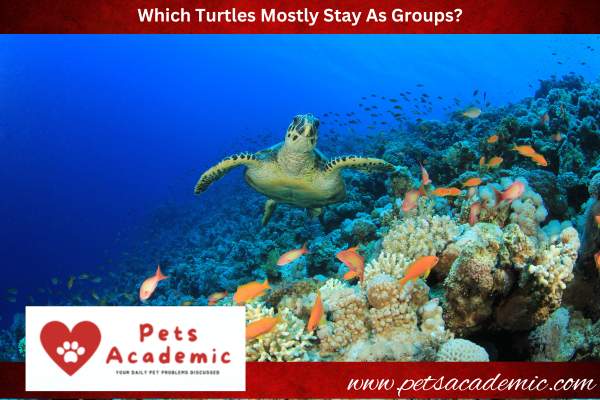 Which Turtles Mostly Stay As Groups?