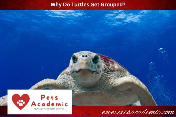 Why Do Turtles Get Grouped?