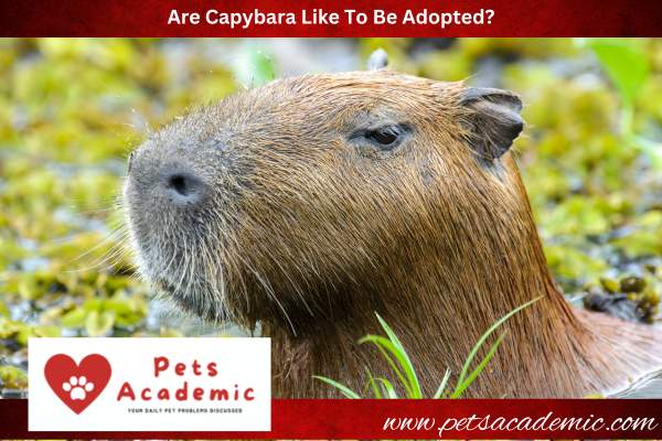 Are Capybara Like To Be Adopted?