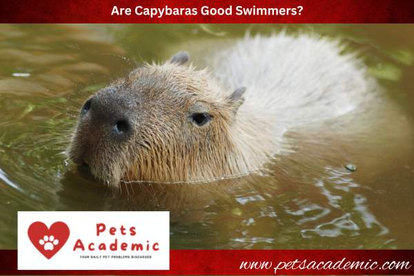 Are Capybaras Good Swimmers?