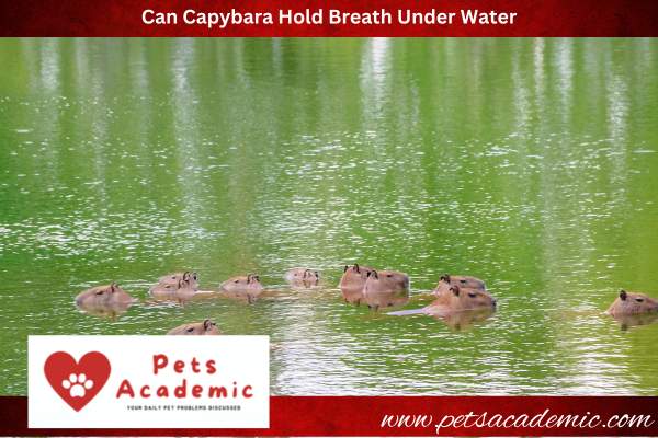 Can Capybara Hold Breath Under Water