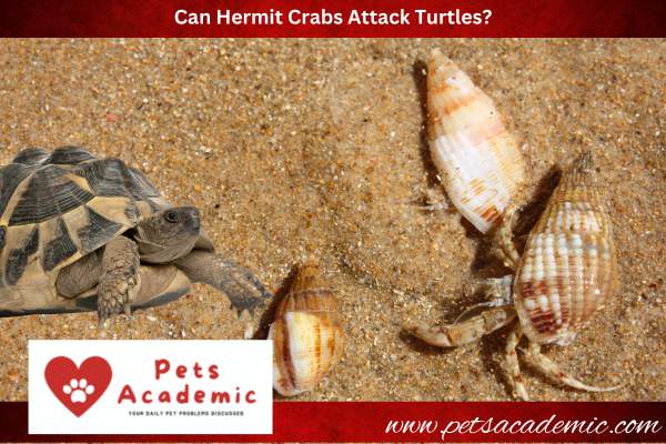 Can Hermit Crabs Attack Turtles?