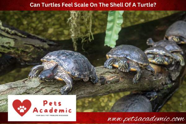 Can Turtles Feel Scale On The Shell Of A Turtle?
