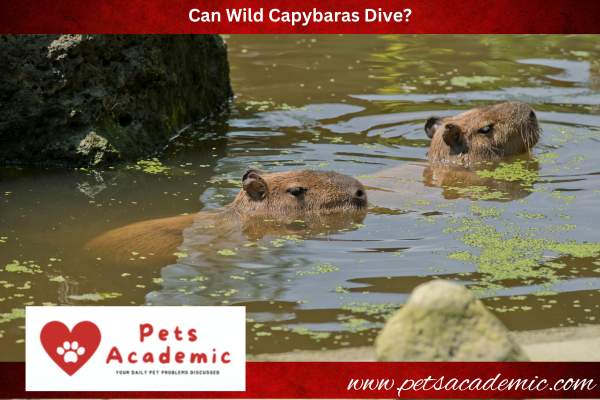 Can Wild Capybaras Dive?