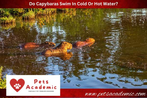 Do Capybaras Swim In Cold Or Hot Water?