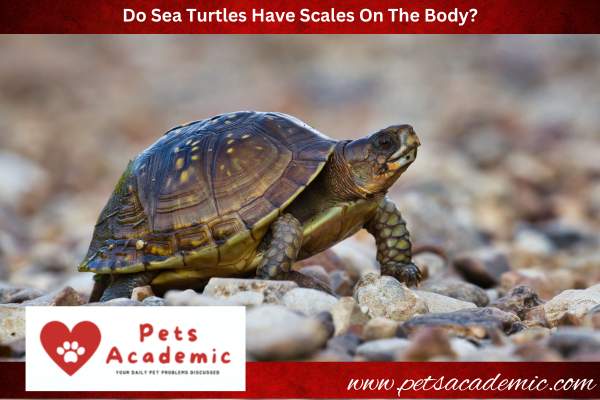 Do Sea Turtles Have Scales On The Body?
