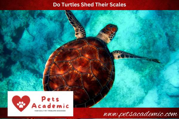 Do Turtles Shed Their Scales