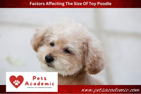 Factors Affecting The Size Of Toy Poodle