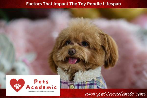 Factors That Impact The Toy Poodle Lifespan