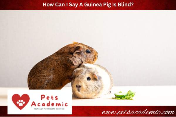 How Can I Say A Guinea Pig Is Blind?