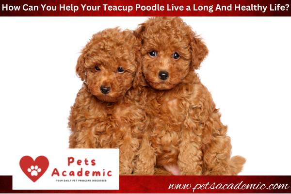 How Can You Help Your Teacup Poodle Live a Long And Healthy Life?